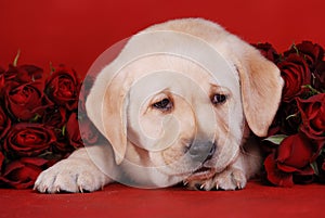 Puppy with roses