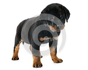 Puppy rottweiler