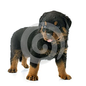 Puppy rottweiler