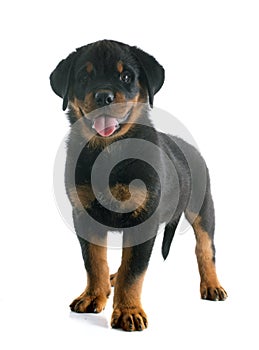 Puppy rottweiler