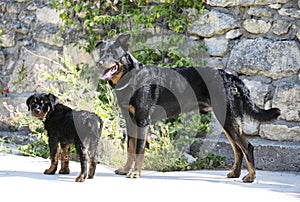 Puppy rottweiler and beauceron