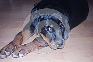 Puppy rottweiler in a house.