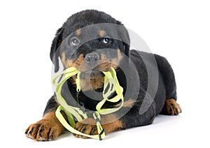 Puppy rottweiler and leash