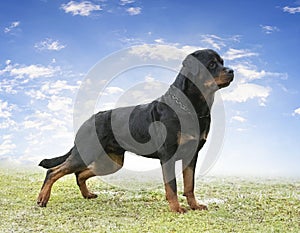 puppy rottweiler in nature