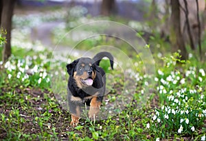 puppy rottweiler in nature