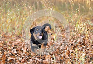 puppy rottweiler in nature