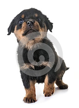 Puppy rottweiler in studio