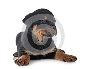 Puppy rottweiler in studio