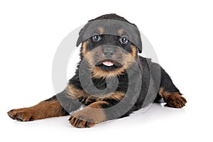 Puppy rottweiler in studio