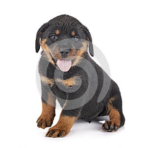 Puppy rottweiler in studio