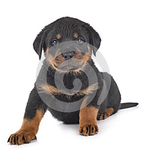 Puppy rottweiler in studio