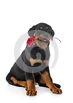 Puppy rottweiler in studio