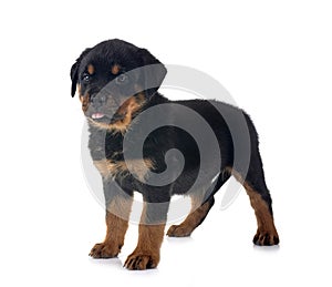 puppy rottweiler in studio