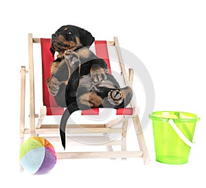 Puppy rottweiler in studio