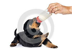 puppy rottweiler suckle a bottle