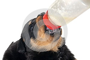 puppy rottweiler suckle a bottle