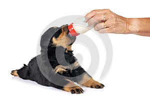 puppy rottweiler suckle a bottle