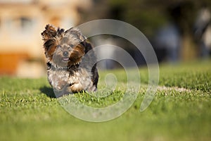 Puppy running