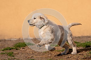 puppy running in the dirt with his mouth open and head cocked back