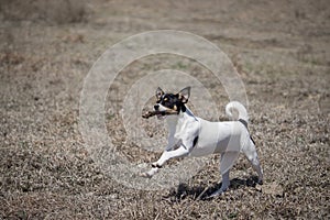 Puppy runs with stick