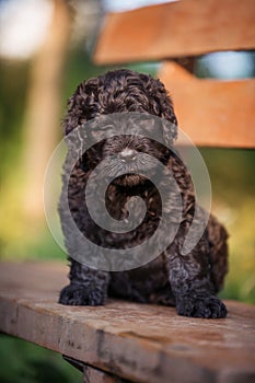 Puppy Russian black terrier in nature