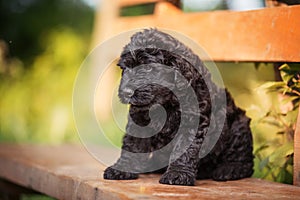 Puppy Russian black terrier in nature photo