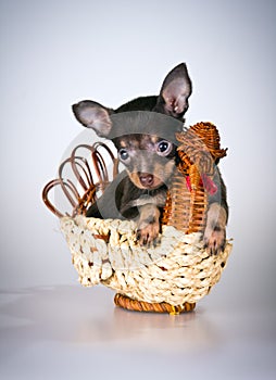 Puppy Russian toy terrier