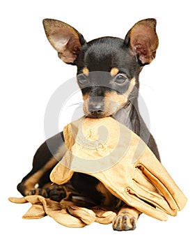 Puppy Russkiy toy terrier lying with gloves