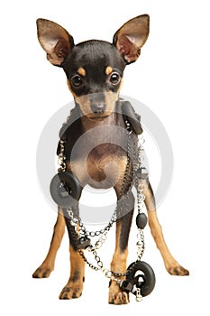 Puppy Russkiy toy terrier with necklace