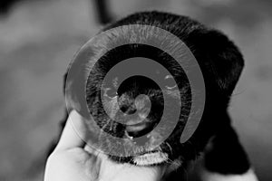 A puppy`s black-and-white picture of a puppy selling thinking