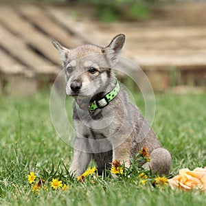 Puppy of Saarloos Wolfhound with flower