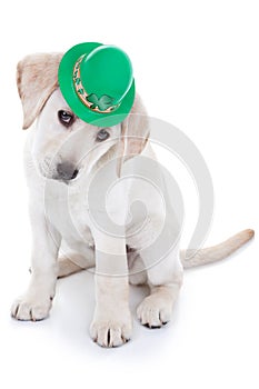 St Patrick Day photo