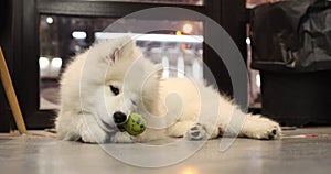 Puppy Samoyed dog Laika lie on floor of cafe and chew on soft toy, sharpen teeth