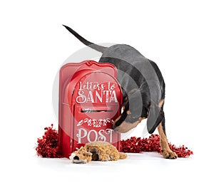 Puppy with Santa`s letterbox