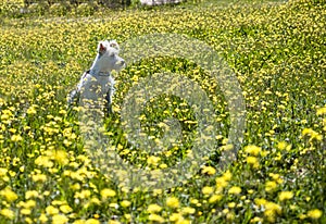 Puppy schnauzer in white color poses in a field with yellow flowers