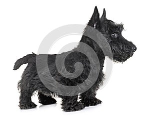 Puppy scottish terrier