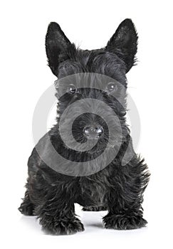 Puppy scottish terrier