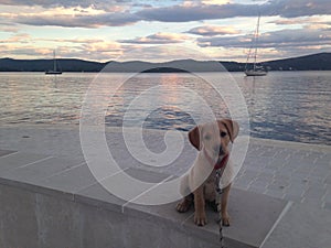 Puppy by the sea