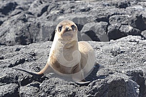 Puppy of sea-lion photo