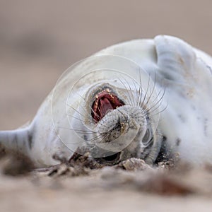 puppy seal bent of laughter