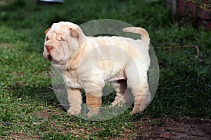 Puppy shar pei