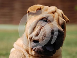 Puppy shar pei portrait