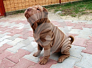 Puppy sharpei