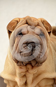 Puppy sharpei's portrait