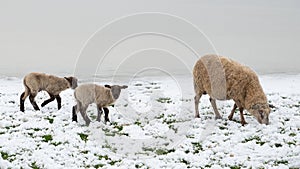 Puppy sheep in the snow