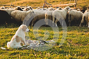 Puppy sheepdog watching sheep