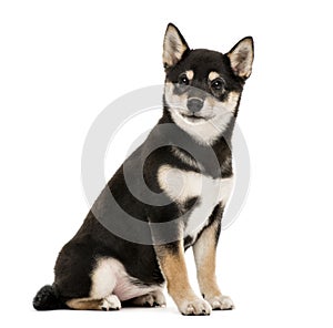 Puppy Shiba Inu sitting, 4 months old, isolated