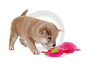 Puppy shiba inu in studio