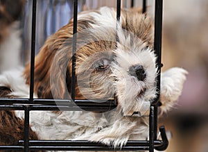 Puppy shihtzu in cage photo