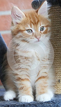 Puppy of siberian cat, red version photo